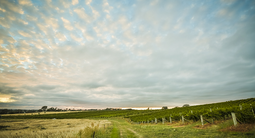 Grove Estate Vineyard